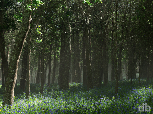 Morrow Grove (Bluebells)