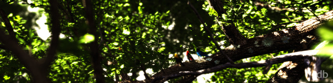Three Little Birds Triple