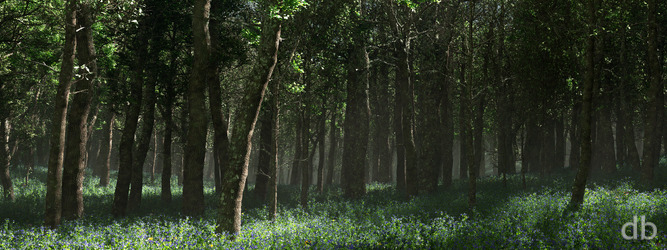 Morrow Grove (Bluebells) Dual