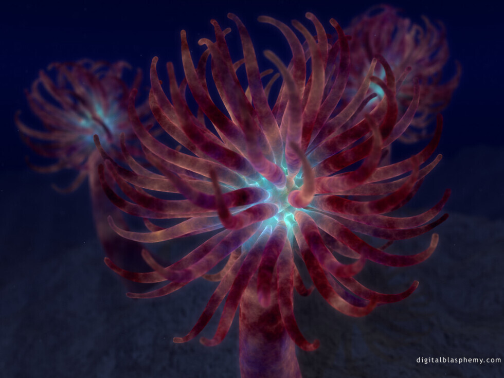 Anemones: anen1