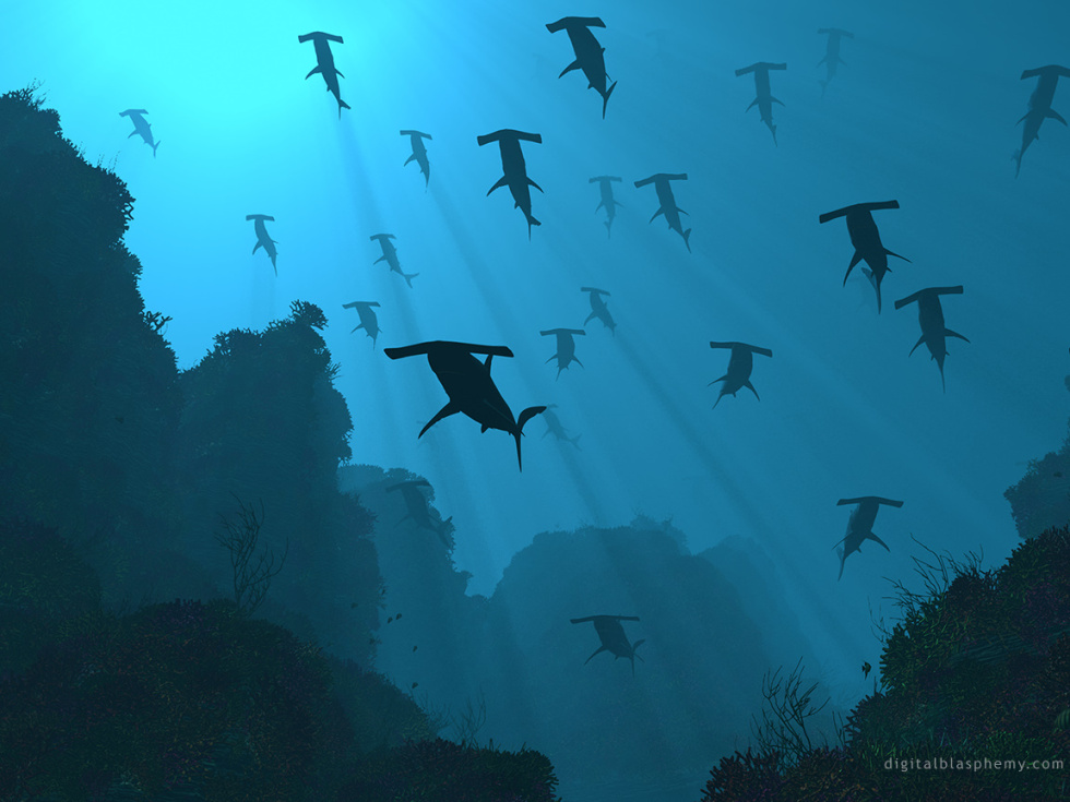 Flight of the Hammerheads