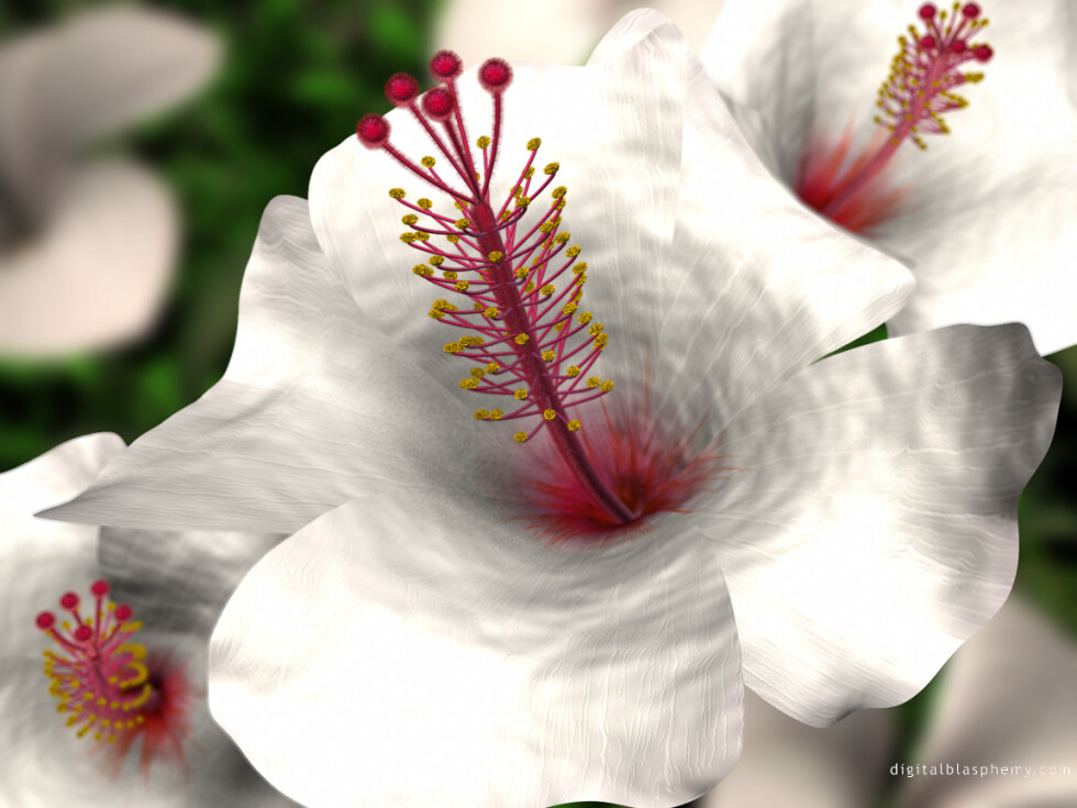 Hibiscus (White)